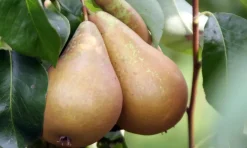 Brico Planten-Fruitbomen - Mix Van 4 - Prunus - Pyrus - Malus - Pot 9Cm - Hoogte 60-70Cm