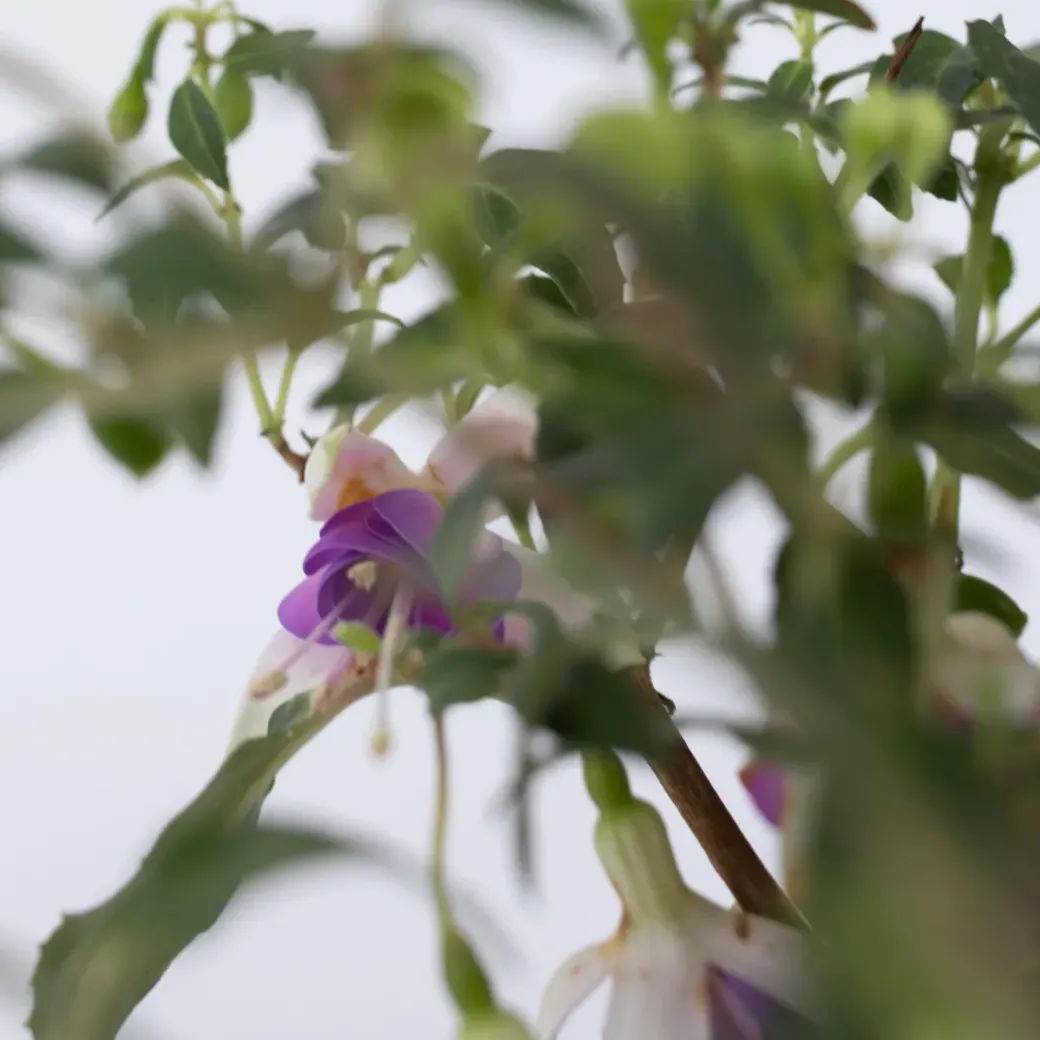 Brico Planten-Fuchsia - Mix Van 6 - Sarah, Lady Thumb, Ricartonnii - Pot 9Cm - Hoogte 10-20Cm
