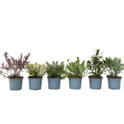 Brico Planten-Hebe Pinguifolia - Mix Van 12 - Struikveronica - Pot 10.5Cm - Hoogte 15-20Cm