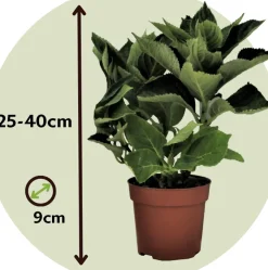 Brico Planten-Hydrangea Macrophylla - Blauw - Set Van 3 - Hortensia - Pot 9Cm - Hoogte 25-40Cm