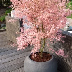 Brico Planten-Japanese Maple 'Taylor' - "Limited Edition" - Pot 19Cm - Hoogte 50-60Cm