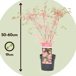 Brico Planten-Japanese Maple 'Taylor' - 