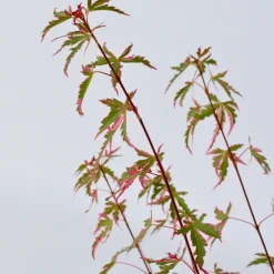 Brico Planten-Japanese Maple 'Taylor' - 