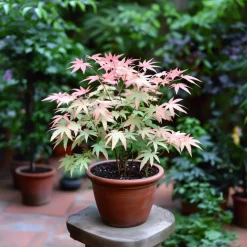 Brico Planten-Japanese Maple 'Taylor' - 