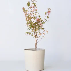 Brico Planten-Japanese Maple 'Taylor' - 