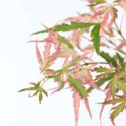 Brico Planten-Japanese Maple 'Taylor' - Set Van 2 - Esdoorn - Pot 19Cm - Hoogte 50-60Cm