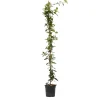 Brico Planten-Jasmijn Xl - Klimplant - Pot 17Cm - Hoogte 110-120Cm