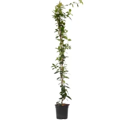 Brico Planten-Jasmijn Xl - Klimplant - Pot 17Cm - Hoogte 110-120Cm