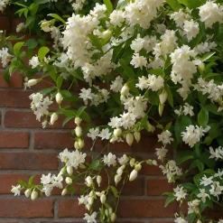 Brico Planten-Jasmijn Xl - Klimplant - Pot 17Cm - Hoogte 110-120Cm