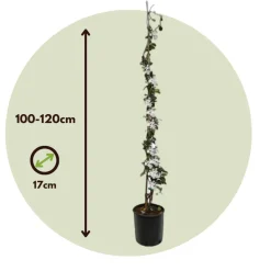 Brico Planten-Jasmijn Xl - Klimplant - Pot 17Cm - Hoogte 110-120Cm