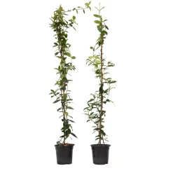 Brico Planten-Jasmijn Xl - Set Van 2 - Klimplant - Pot 17Cm - Hoogte 110-120Cm