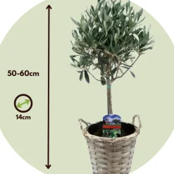 Brico Planten-Olea Europaea - Set Van 2 - Olijfboom Stam In Mand - Pot 14Cm - Hoogte 45-55Cm
