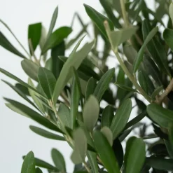 Brico Planten-Olea Europaea - Set Van 2 - Olijfboom Stam In Mand - Pot 14Cm - Hoogte 45-55Cm