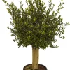 Brico Planten-Olijfboom (Olea) Stamomtrek Ca. 30-40Cm 40L 175Cm