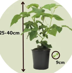 Brico Planten-Rubus 'Tayberry' - Set Van 3 - Tuinplant - Braamboos - Pot 9Cm - Hoogte 25-40Cm