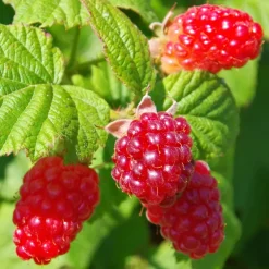 Brico Planten-Rubus 'Tayberry' - Set Van 3 - Tuinplant - Braamboos - Pot 9Cm - Hoogte 25-40Cm