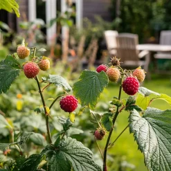 Brico Planten-Rubus 'Tayberry' - Set Van 3 - Tuinplant - Braamboos - Pot 9Cm - Hoogte 25-40Cm