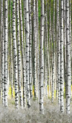 Brico Fotobehang-Smart Art Fotobehang Berkenbos