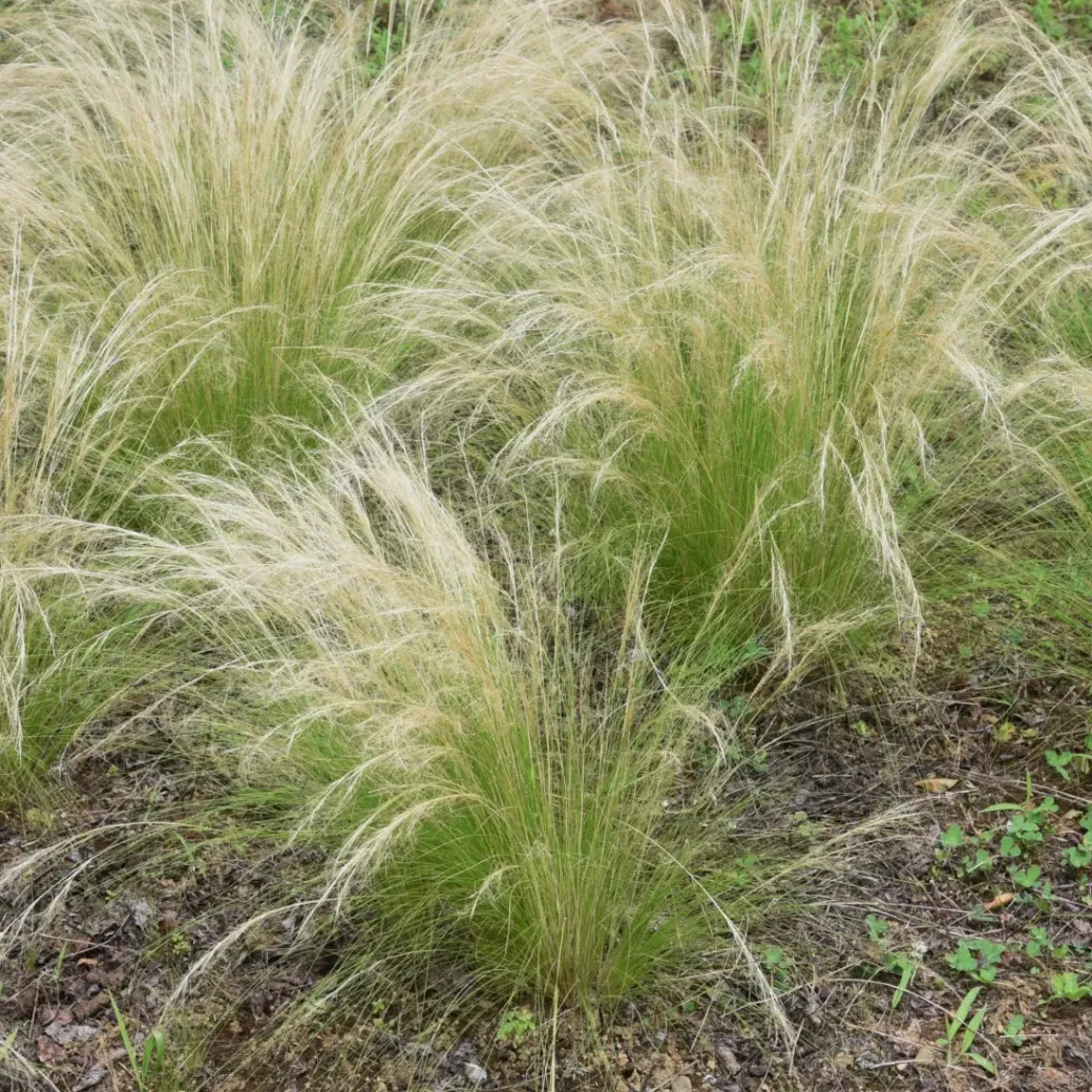 Brico Planten-Stipa Tenuifolia 'Pony Tails' - Set Van 9 - Gras - Pot 9Cm - Hoogte 20-30Cm