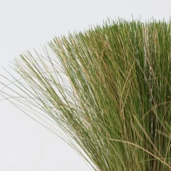Brico Planten-Stipa Tenuifolia 'Pony Tails' - Set Van 3 - Gras - Pot 9Cm - Hoogte 20-30Cm