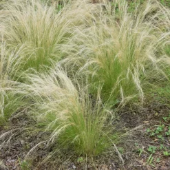 Brico Planten-Stipa Tenuifolia 'Pony Tails' - Set Van 3 - Gras - Pot 9Cm - Hoogte 20-30Cm