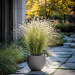 Brico Planten-Stipa Tenuifolia 'Pony Tails' - Set Van 6 - Gras - Pot 9Cm - Hoogte 20-30Cm