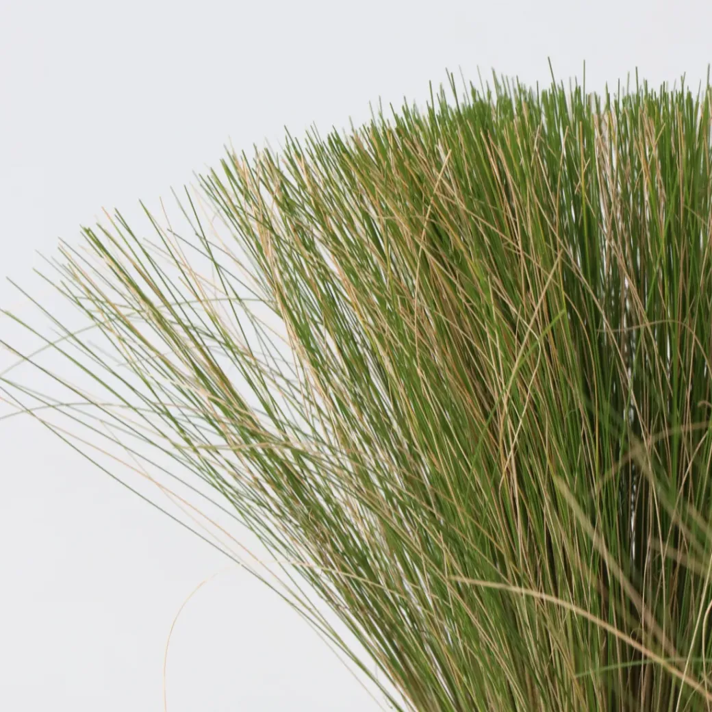 Brico Planten-Stipa Tenuifolia 'Pony Tails' - Set Van 6 - Gras - Pot 9Cm - Hoogte 20-30Cm