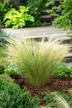 Brico Planten-Stipa Tenuifolia 'Pony Tails' - Set Van 6 - Gras - Pot 9Cm - Hoogte 20-30Cm