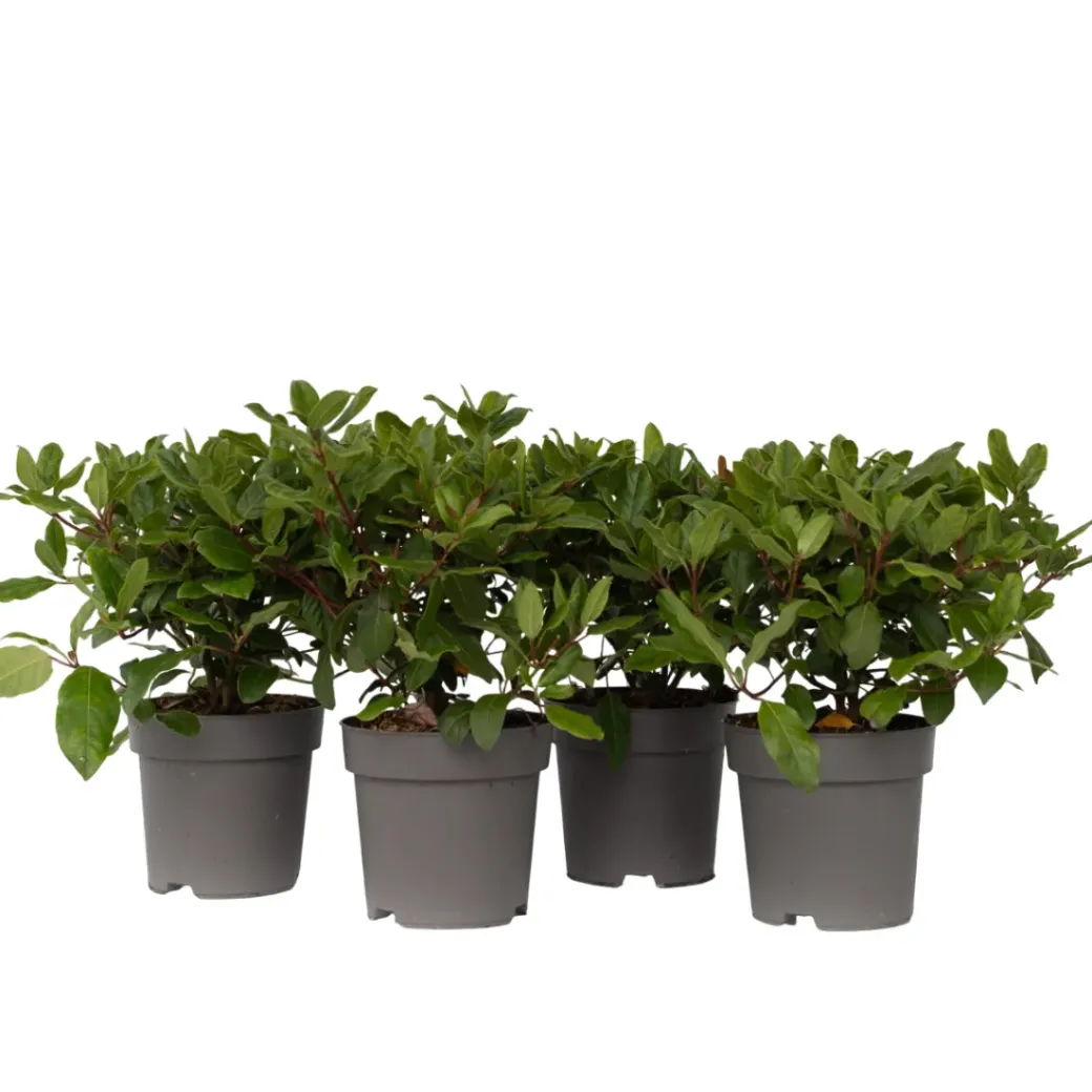 Brico Planten-Viburnum Tinus - Set Van 4 - Groenblijvend - Pot 17Cm - Hoogte 25-40Cm