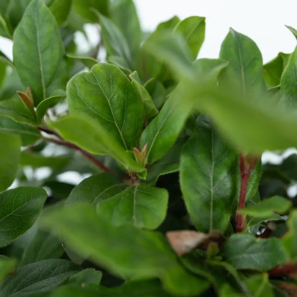 Brico Planten-Viburnum Tinus - Set Van 4 - Groenblijvend - Pot 17Cm - Hoogte 25-40Cm