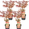 Brico Planten-4X Acer Palmatum 'Atropurpureum' - Japanse Esdoorn - Heester - Winterhard - 10,5 Cm - ↕25-30 Cm