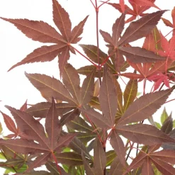 Brico Planten-4X Acer Palmatum 'Atropurpureum' - Japanse Esdoorn - Heester - Winterhard - 10,5 Cm - ↕25-30 Cm