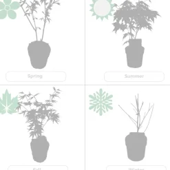 Brico Planten-4X Acer Palmatum 'Atropurpureum' - Japanse Esdoorn - Heester - Winterhard - 10,5 Cm - ↕25-30 Cm