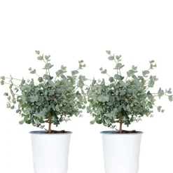 Brico Planten-2X Eucalyptus Gunnii - Gomboom - Heester - Groenblijvend - 14 Cm - ↕25-35 Cm