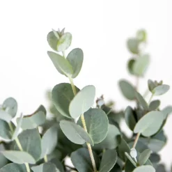Brico Planten-2X Eucalyptus Gunnii - Gomboom - Heester - Groenblijvend - 14 Cm - ↕25-35 Cm