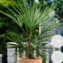 Brico Planten-2X Washingtonia Robusta - Mexicaanse Waaierpalm - Palm - Groenblijvend - 17 Cm - ↕60-75 Cm