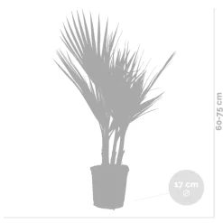 Brico Planten-2X Washingtonia Robusta - Mexicaanse Waaierpalm - Palm - Groenblijvend - 17 Cm - ↕60-75 Cm