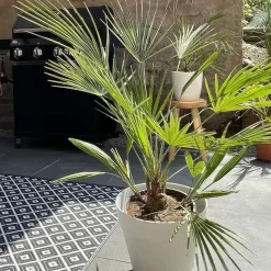 Brico Planten-2X Washingtonia Robusta - Mexicaanse Waaierpalm - Palm - Groenblijvend - 17 Cm - ↕60-75 Cm